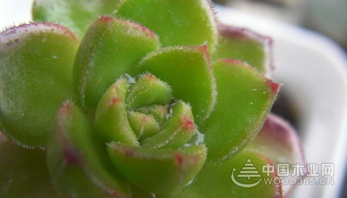 Breeding method of sedum succulent plant Tia