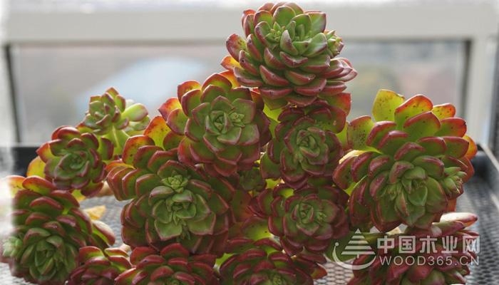 Breeding method of sedum succulent plant Tia