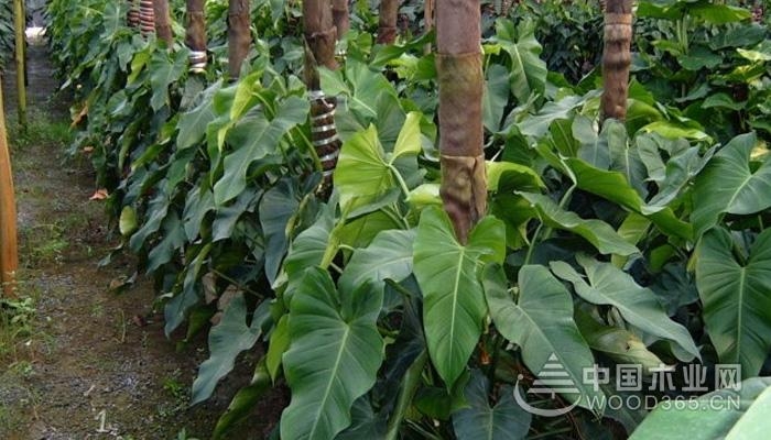 Emerald farming methods and precautions