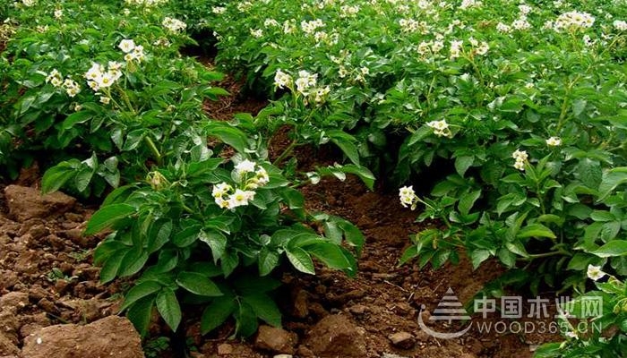 Potato planting technology