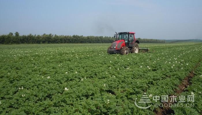 Potato planting technology