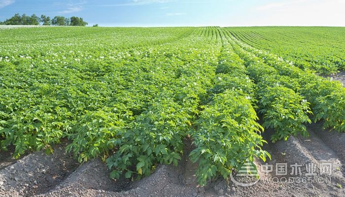 Potato planting technology