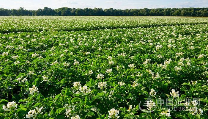 Potato planting technology