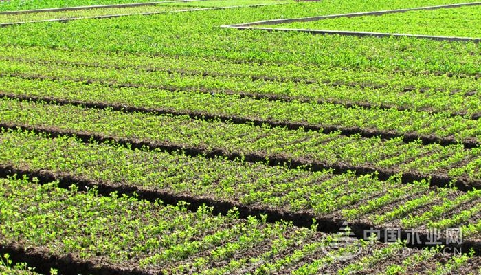 Celery origin and celery cultivation techniques