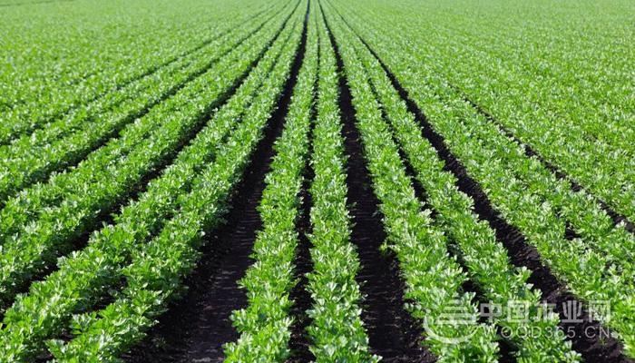 Celery origin and celery cultivation techniques