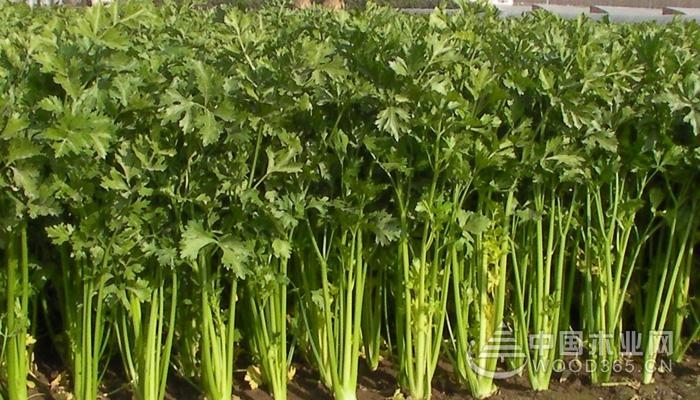 Celery origin and celery cultivation techniques