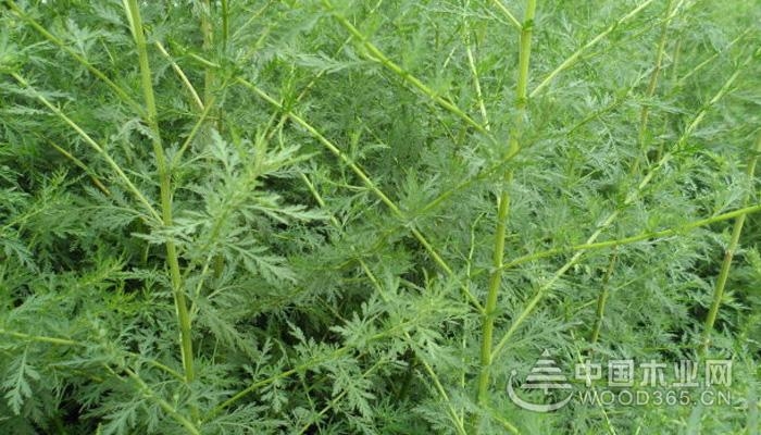 The difference between Artemisia annua and Artemisia annua L.