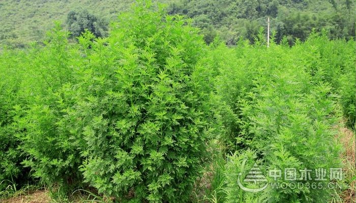 The difference between Artemisia annua and Artemisia annua L.