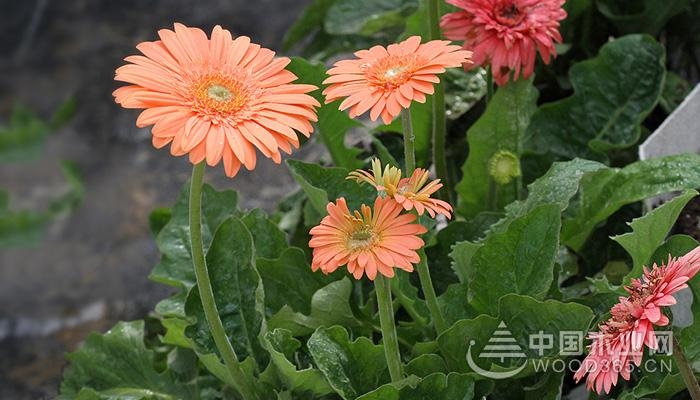 The flower language of gerberas and its meaning