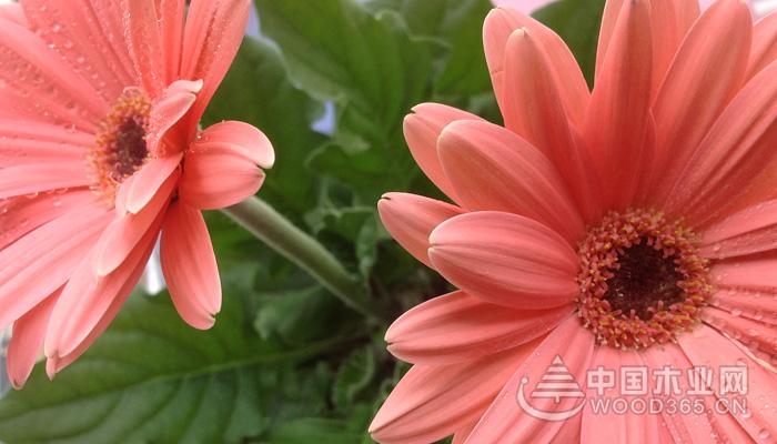 The flower language of gerberas and its meaning