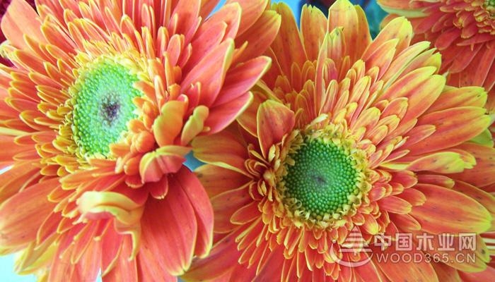 The flower language of gerberas and its meaning