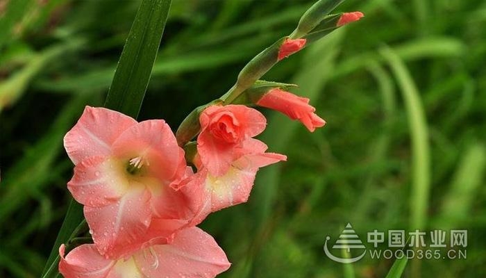 Gladiolus farming methods and flower introduction | Gladiolus Pictures