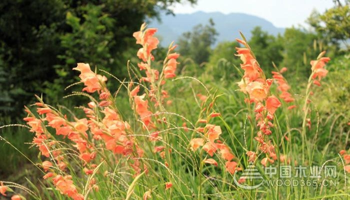 Gladiolus farming methods and flower introduction | Gladiolus Pictures