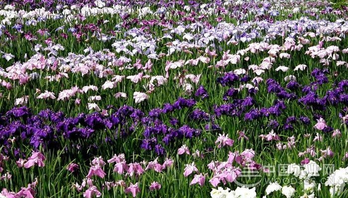 Gladiolus farming methods and flower introduction | Gladiolus Pictures