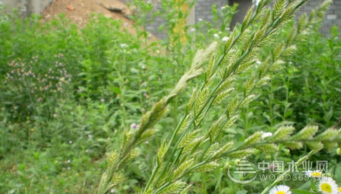 Breeding method of ryegrass