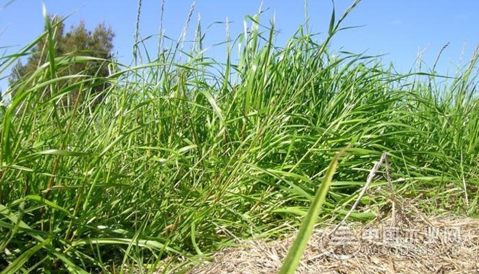 Breeding method of ryegrass