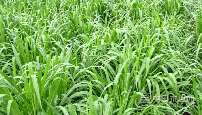 Breeding method of ryegrass