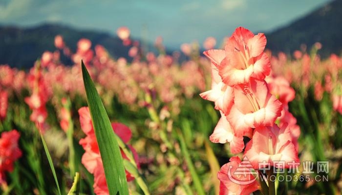 Introduction of sword orchid and gladiolus varieties