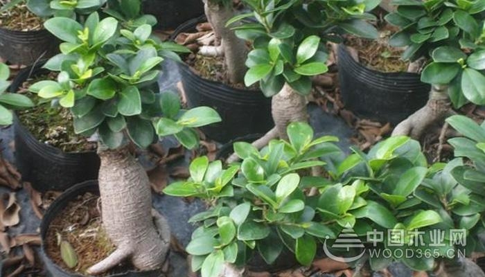 Breeding method of ginseng eucalyptus bonsai