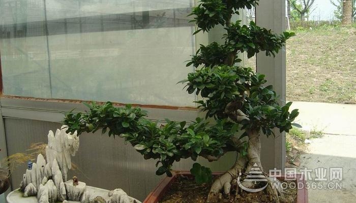 Breeding method of ginseng eucalyptus bonsai