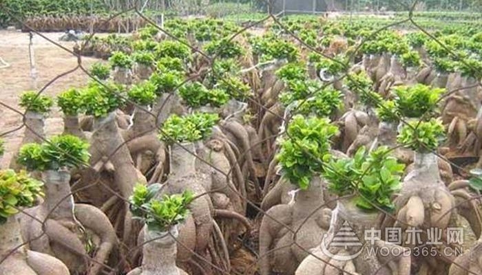 Breeding method of ginseng eucalyptus bonsai
