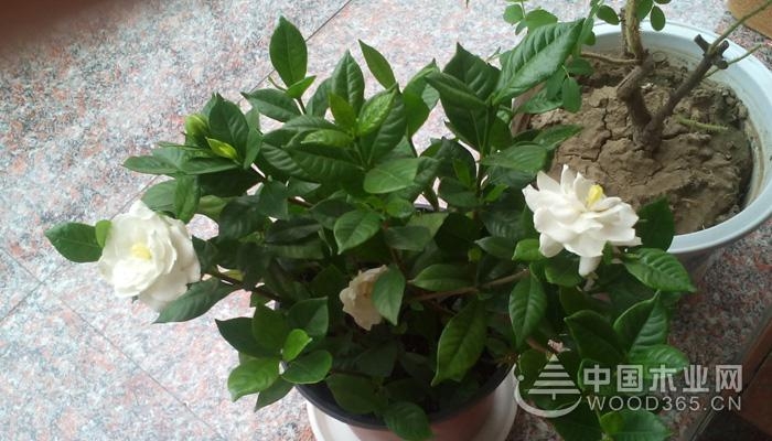 Method for breeding potted gardenia flowers