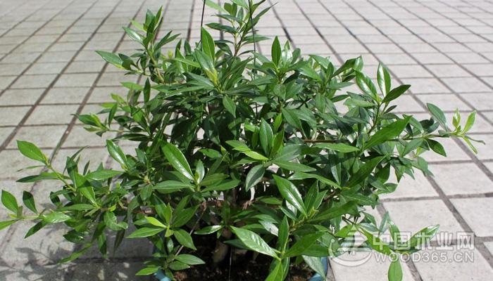 Method for breeding potted gardenia flowers