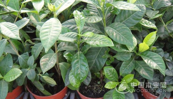 Method for breeding potted gardenia flowers