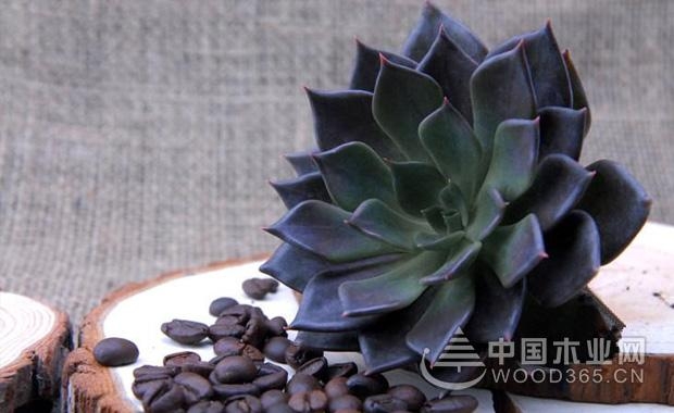 Breeding method and precautions for the succulent black prince