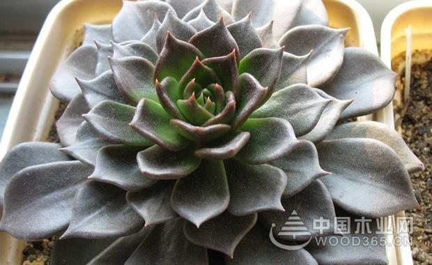 Breeding method and precautions for the succulent black prince