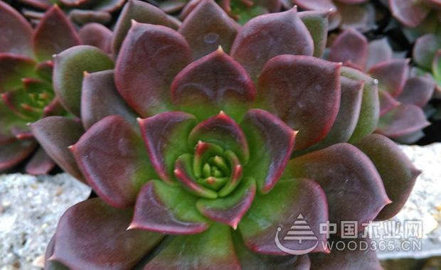 Breeding method and precautions for the succulent black prince