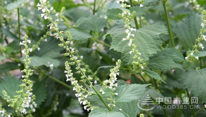 Introduction to the sylvestris plant