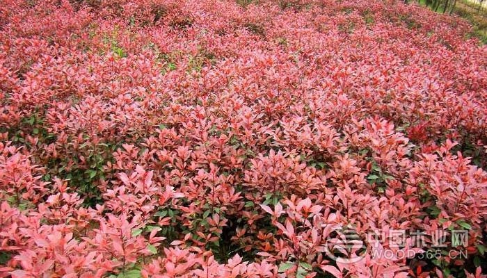 Red leaf heather cutting technique and precautions