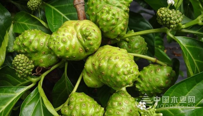 Side effects of Morinda