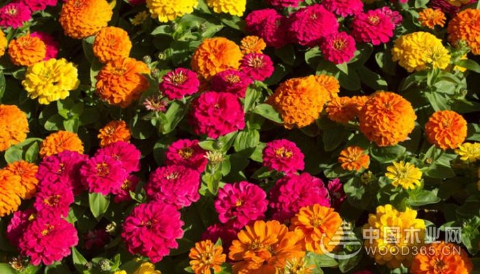 Cultivation technique of zinnia bonsai dwarf