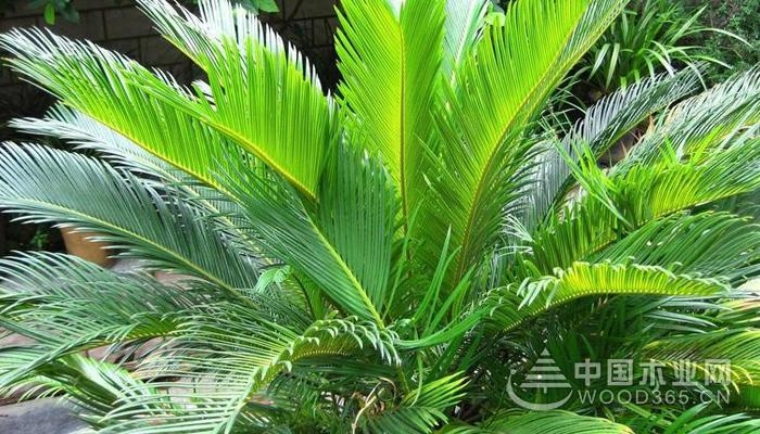 Cycad fertility method