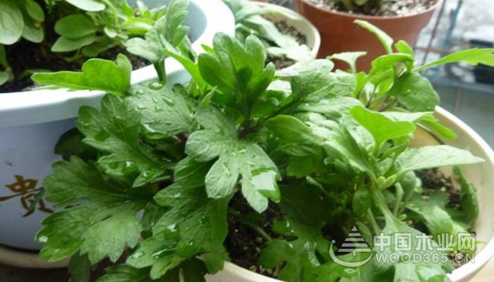 Geranium cutting method