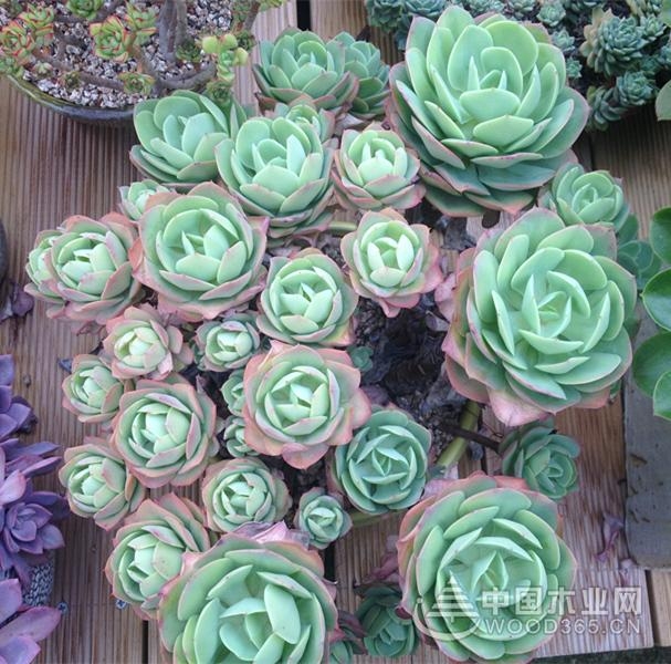 Breeding method of succulent plant Lu Qianhui