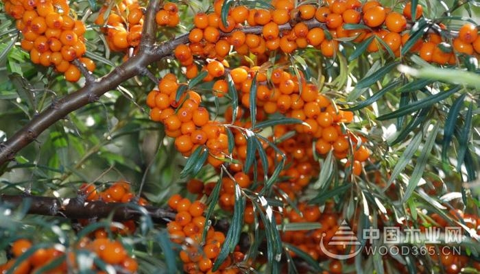 The nutritional value of seabuckthorn