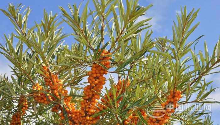 The nutritional value of seabuckthorn