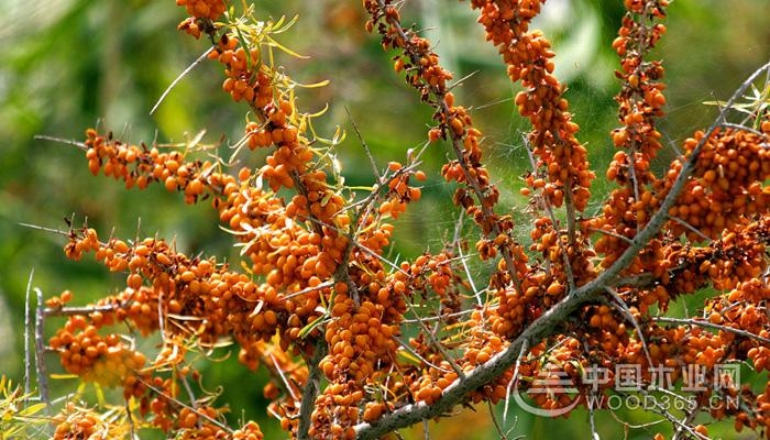 The nutritional value of seabuckthorn