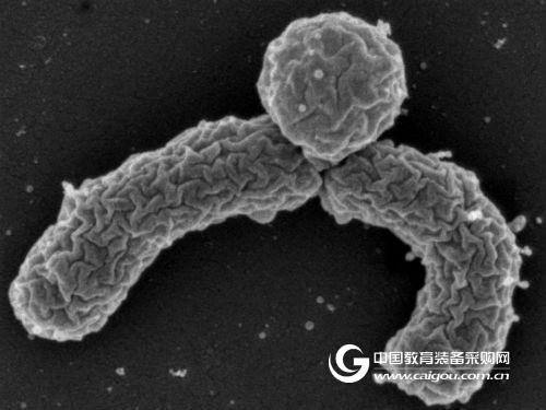 Nature found that new antibiotics can solve bacterial resistance