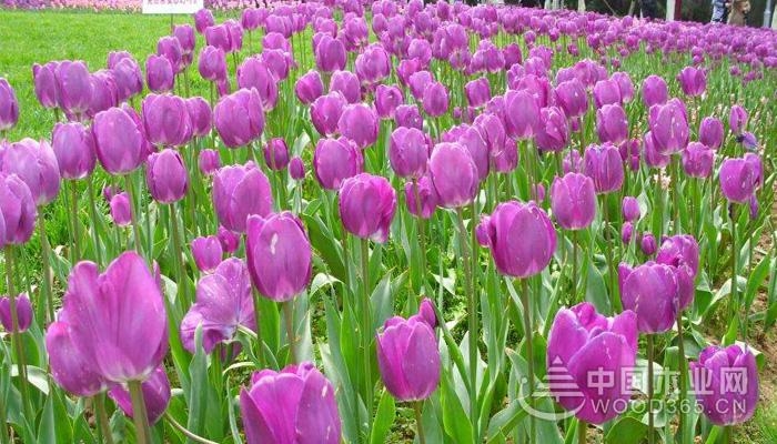 Appreciation of purple tulip pictures