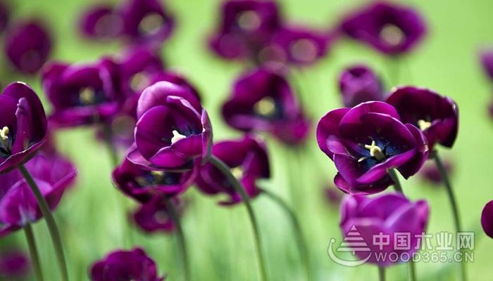 Appreciation of purple tulip pictures