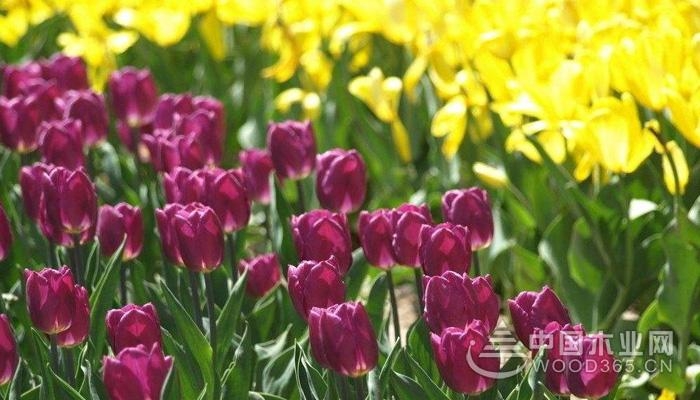 Appreciation of purple tulip pictures
