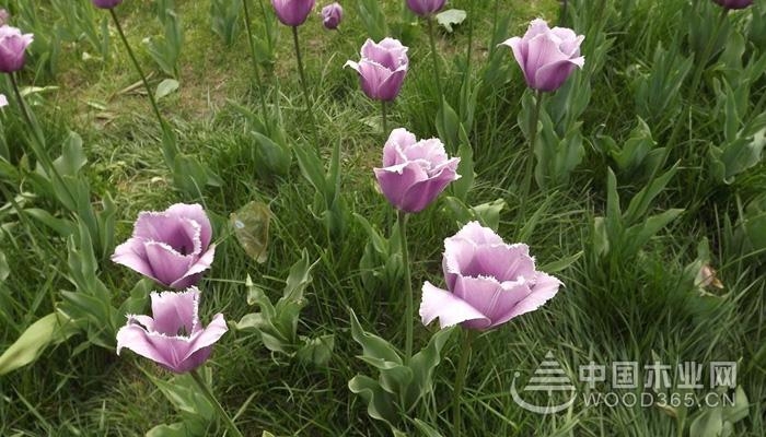 Appreciation of purple tulip pictures