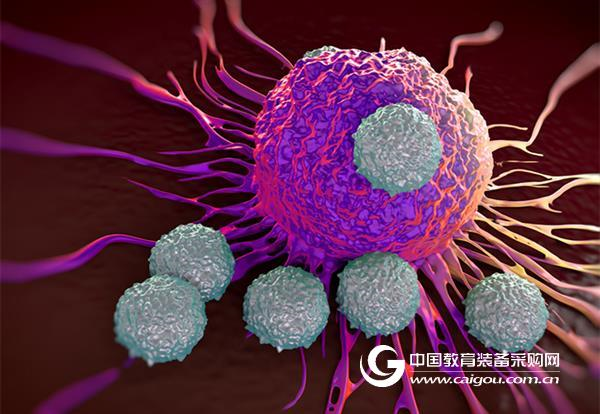 JCI analysis: Who is the splitting fate of CD8+ T cells?