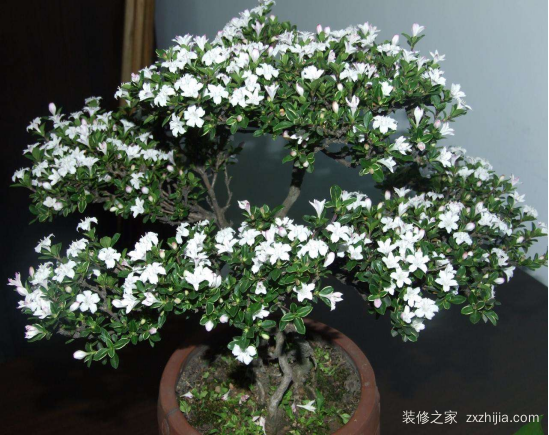 å…­æœˆé›ªæ€Žä¹ˆå…»æ®–