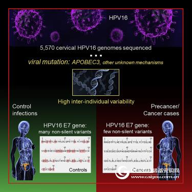 The largest HPV16 genome-wide study to date has found a conserved oncoprotein