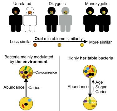 Tooth decay? Irrespective of genes, diet, bacteria are the key